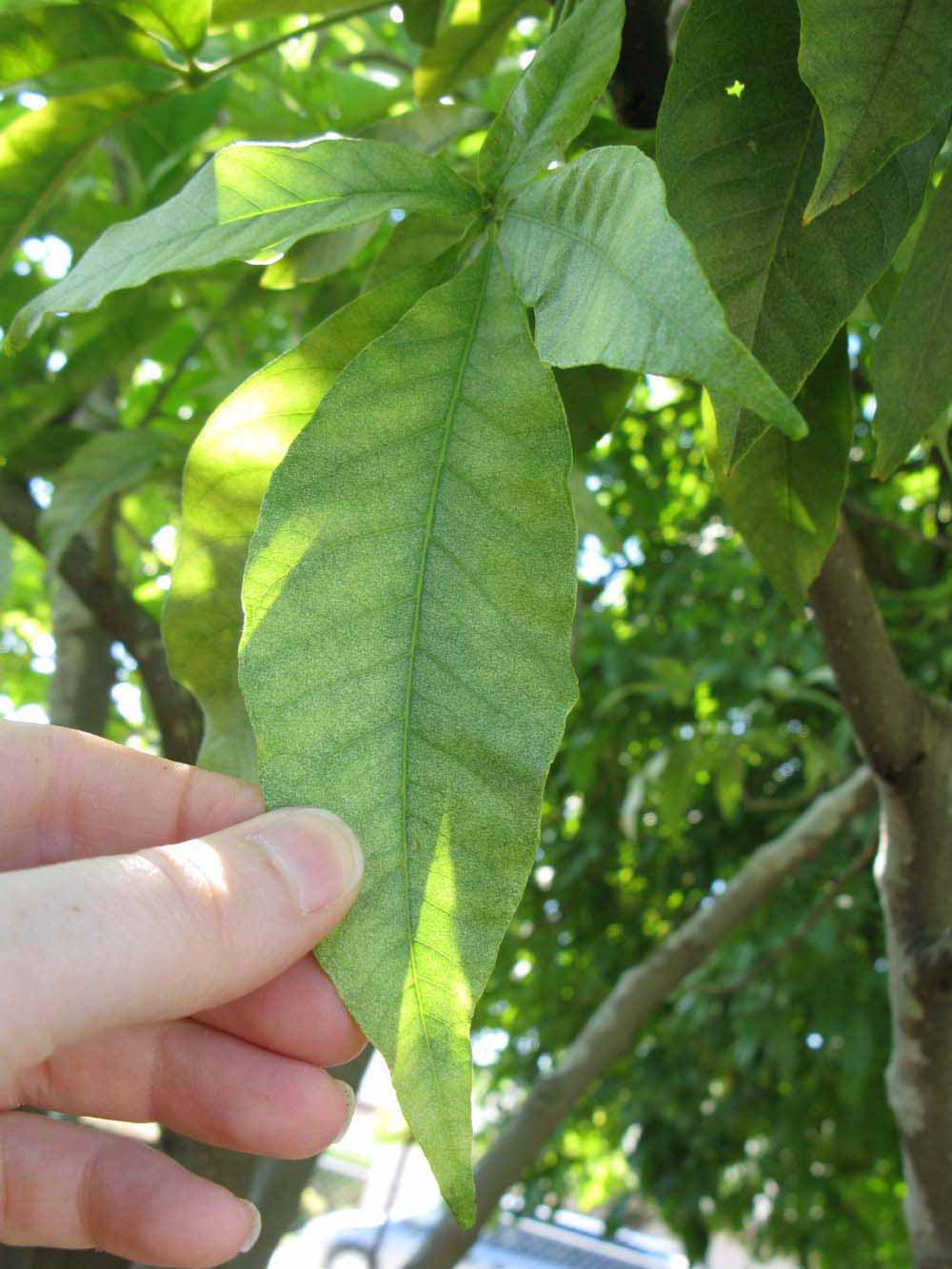            Leaflet (Winter Haven, FL)   